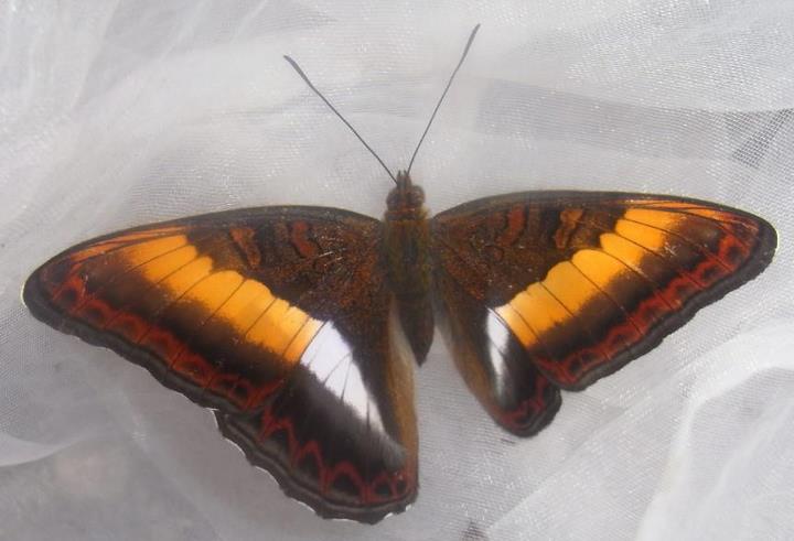 Parasarpa zayla (Nymphalidae Tibet) (Internet Image property of respective owner, non-commercial use only)
